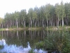 o_Bosque de Mandroga Rusia